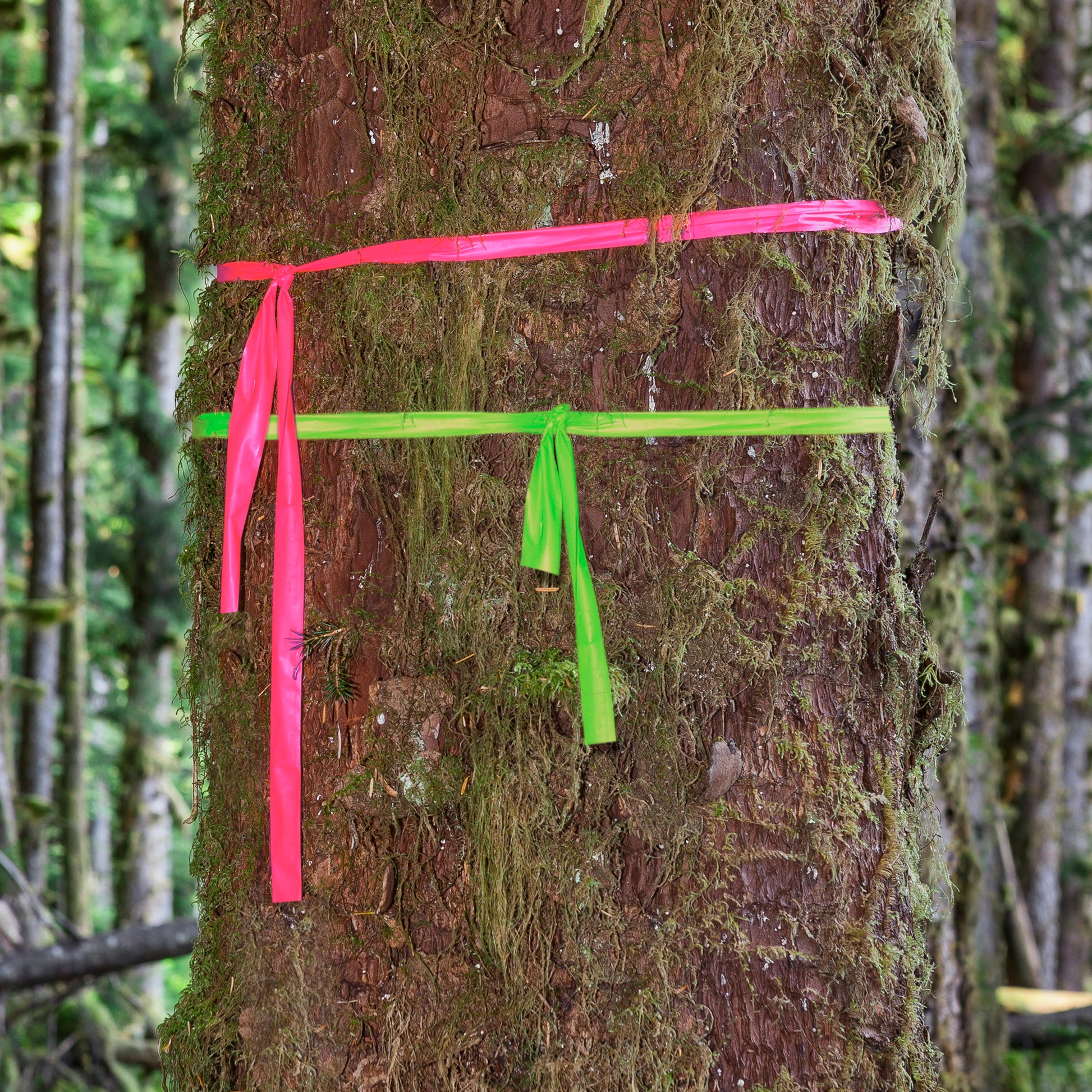 color: green ~ alt: Flagging Tape